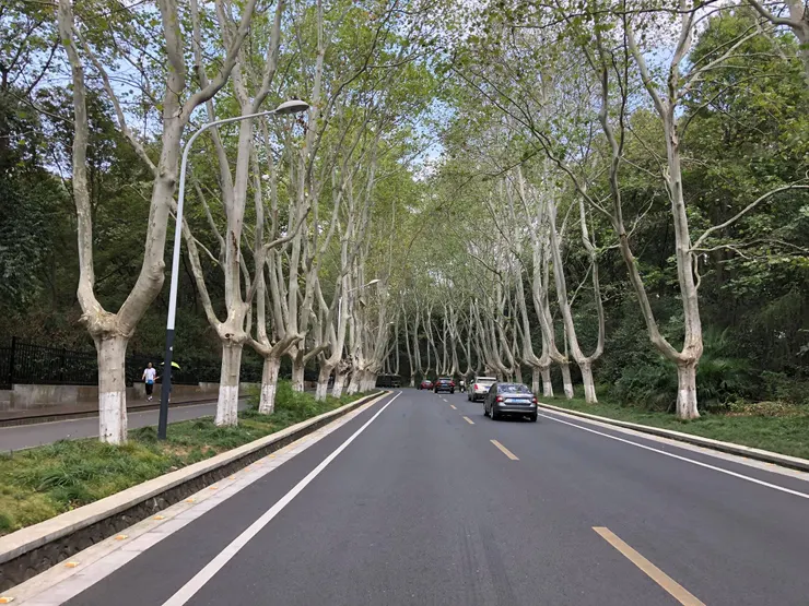 風景區行道樹多為梧桐