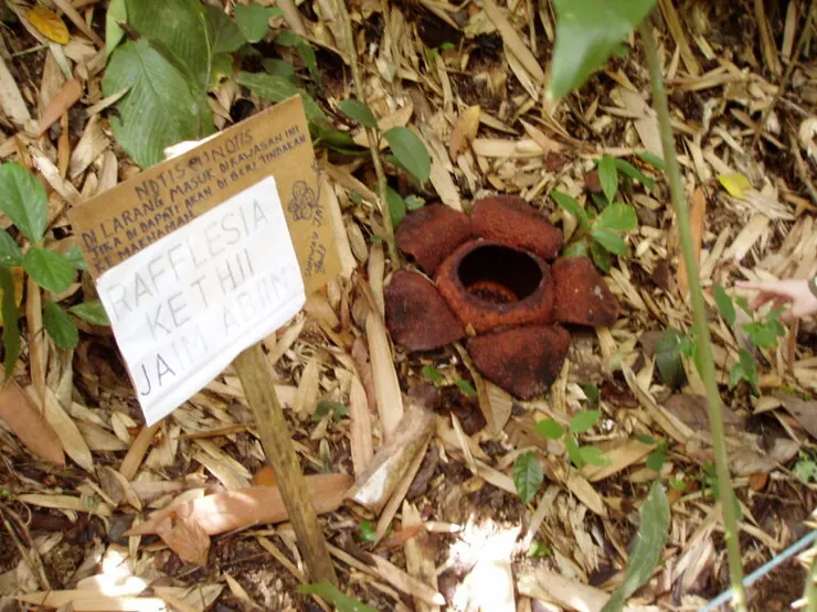 馬來西亞 沙巴 大王花