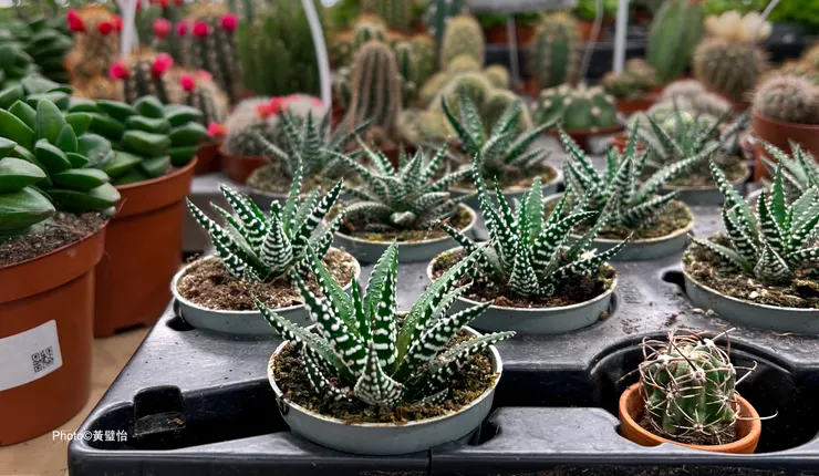 有生命的東西，就算最普通的品種也是各有着自己的姿態及色澤。