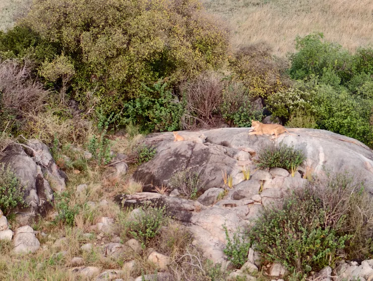 石頭上休息的獅子