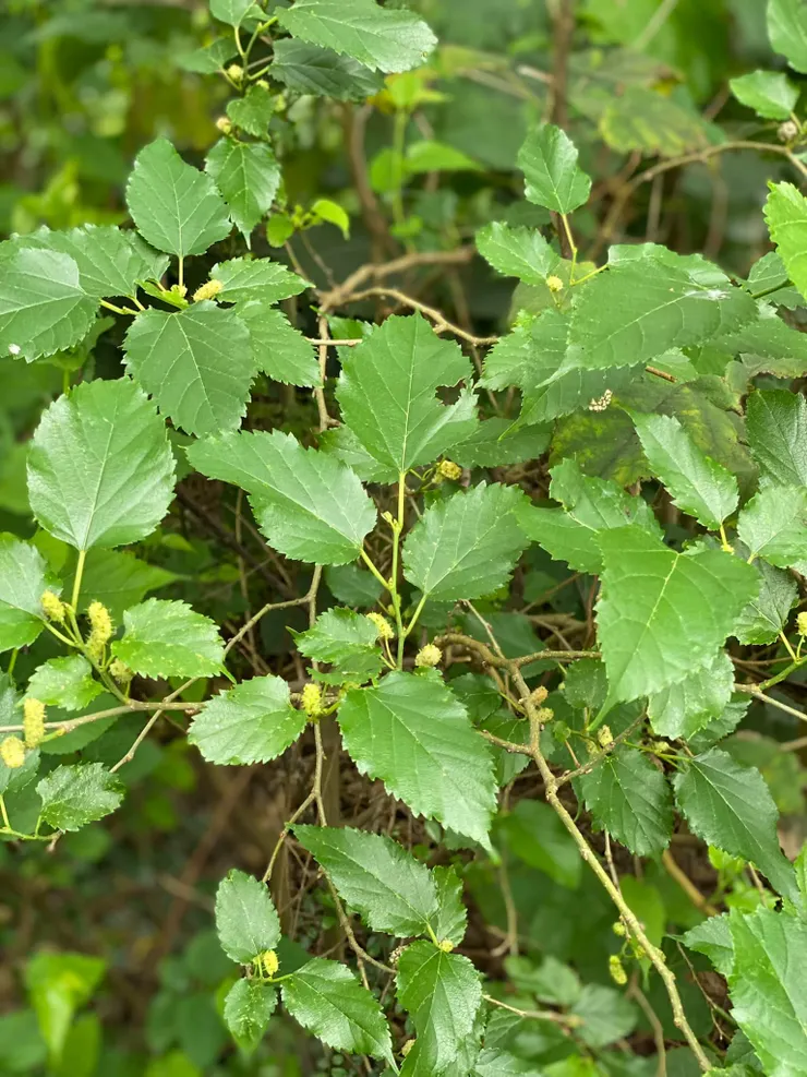 桑樹。蠶寶寶最愛吃的葉子，果實變成紫紅色摘食，非常甜而多汁