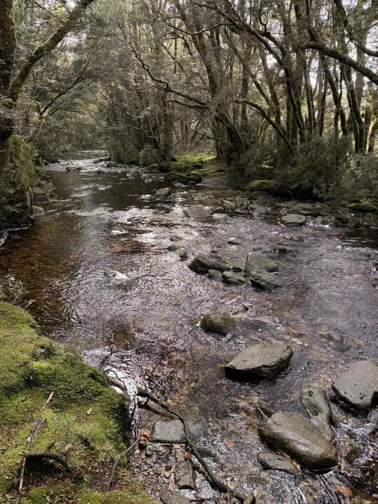 Enchanted Walk