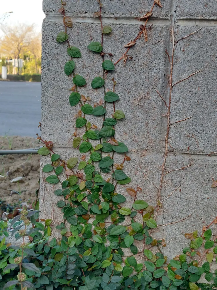 嫋娜纖巧的薜荔，是屈原《楚辭》中常見的香草植物，也是〈山鬼〉一詩中山鬼用來覆身的衣裳。