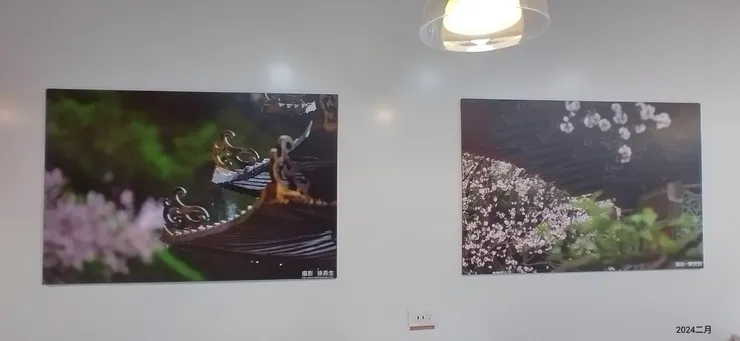 小七也有櫻花季