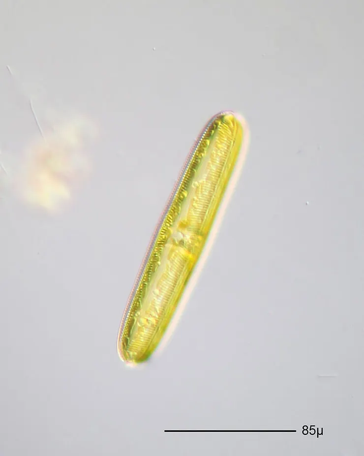 舟形藻屬。圖片取自維基百科