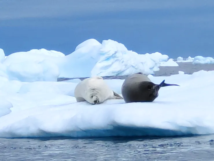 冰山上兩隻慵懶的韋德爾海豹（Weddell Seal）。