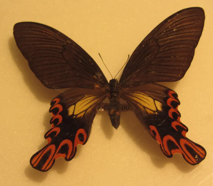 照片備註:素木得一與昆蟲學家楚南仁博將台灣寬尾鳳蝶以新物種的地位發表,並將學名定為 Agehana maraho,其中種小名 maraho 源於當地原住民泰雅族語言中的 mrhuw,本意為「令人尊敬的、有智慧的人」,素木和楚南則解釋為「頭目」,以彰顯此物種在蝴蝶研究界的地位。。