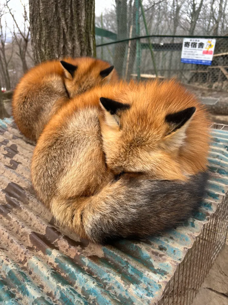 睡成一團的狐狸