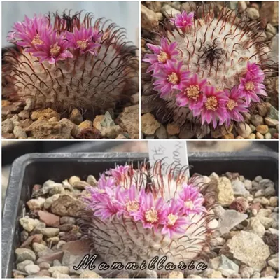 冬天會開花的仙人掌，你有看過嗎？