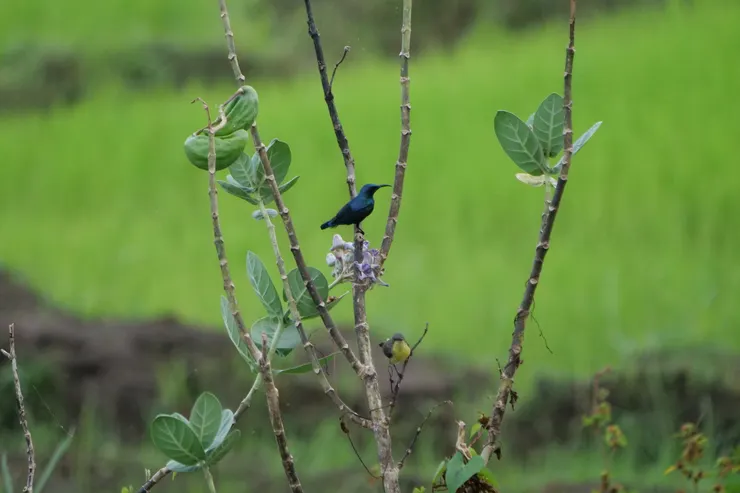 Purple sunbird Male and Female