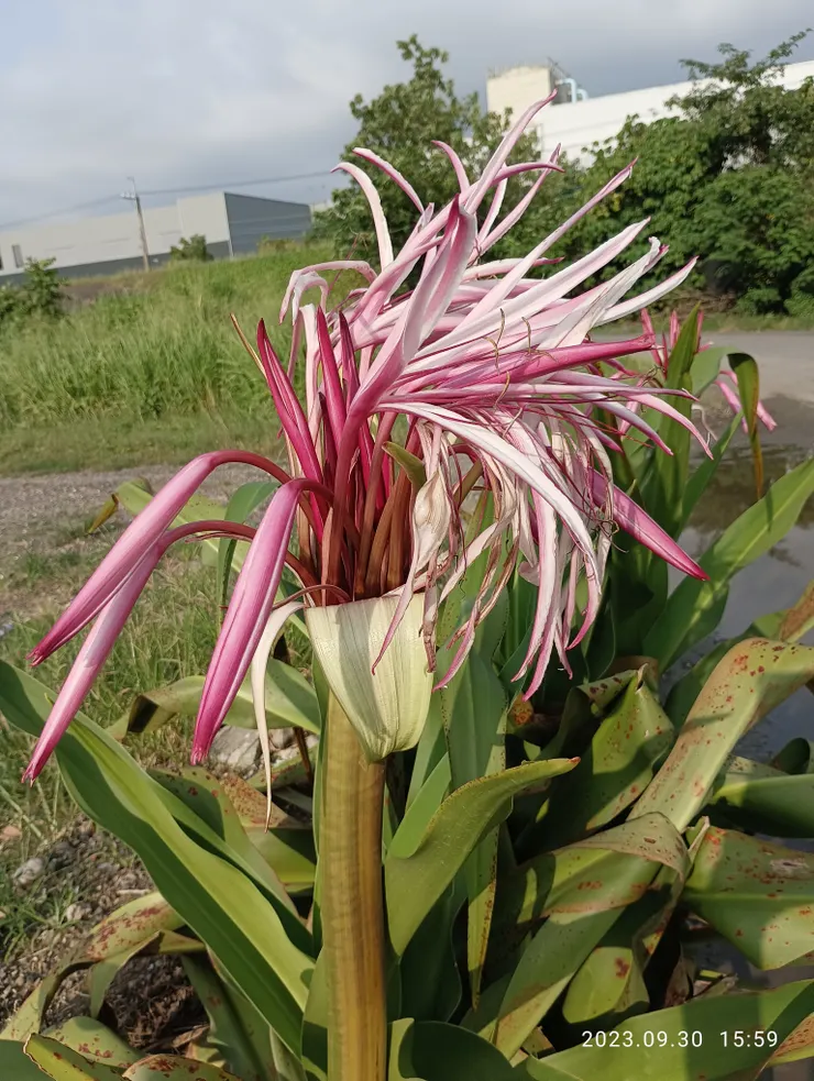 轉身，文殊蘭花笑我太癡狂！自拍攝