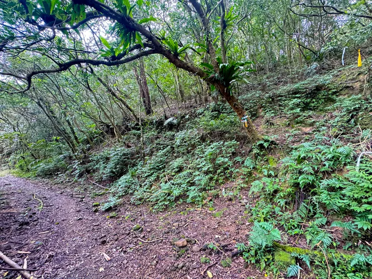 從象竂古道接上石空古道後不久便遇上右方往石坑山的叉路。