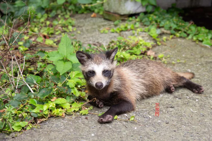 狸貓換烏賊？（攝影 Wu YuYing）