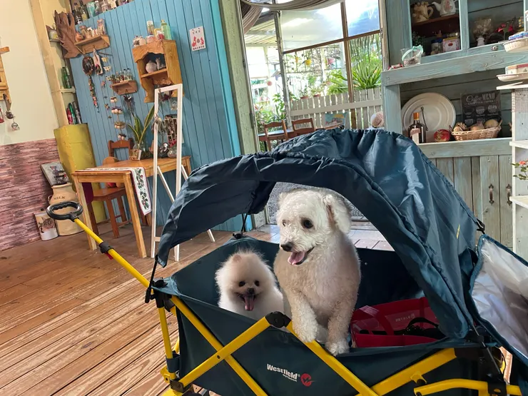 妞妞看得好開心