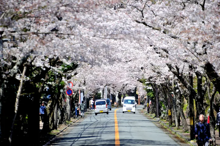 交通頗繁忙的櫻並木通