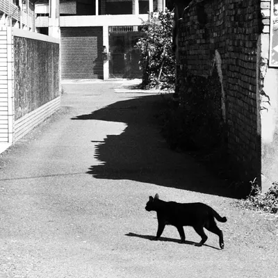 Wordpress 網誌【我與我共存亡】