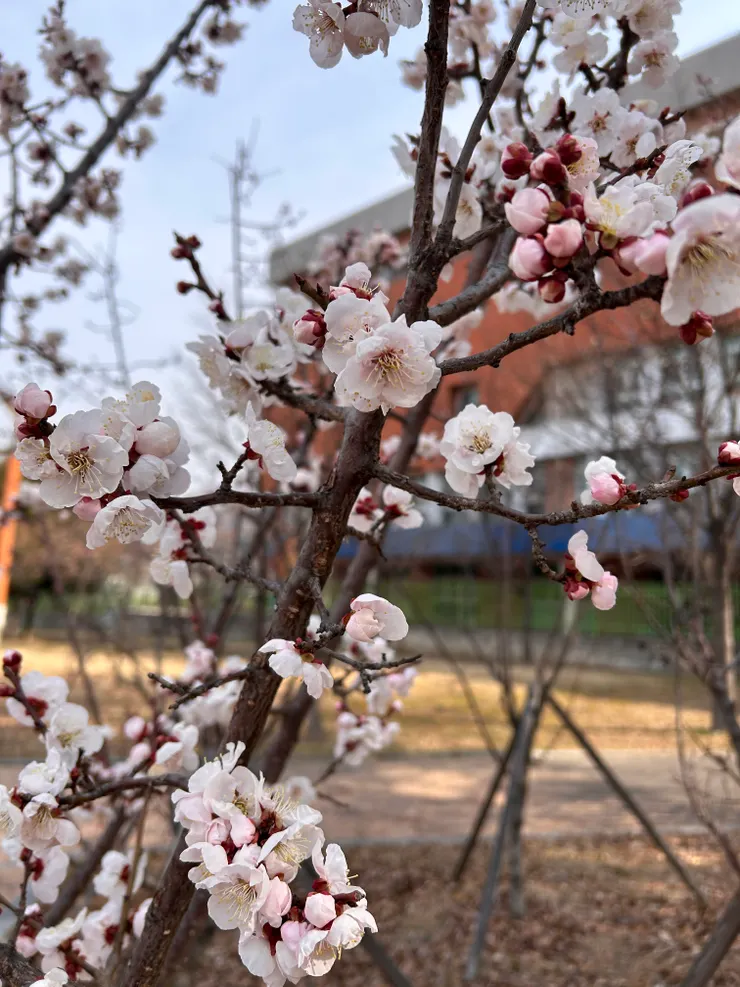 最近韓國剛開始花季，韓國櫻花品種偏白