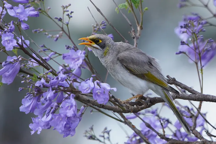 澳洲東岸沒有的 Yellow-throated Miner