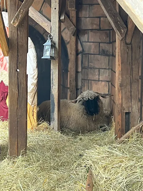 【德國旅遊】2022 德勒斯登聖誕市集之旅 (新增2023年各市集開始及結束日期)