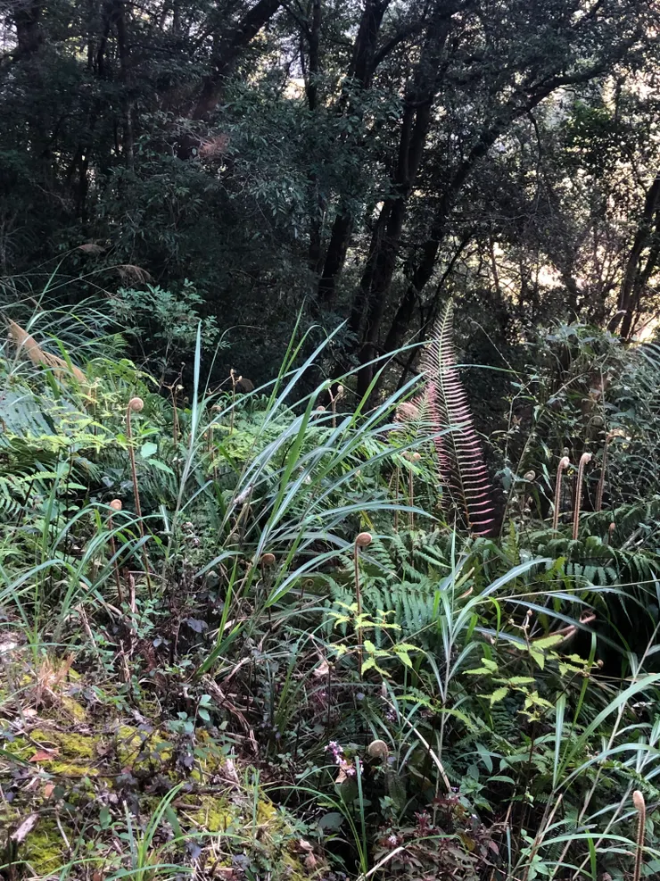 捲捲毛毛的芒萁