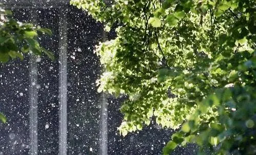 柳絮紛飛【圖片來源:寧夏日報 楊娟】