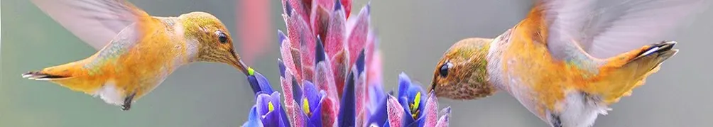 小孩子大姐的沙龍