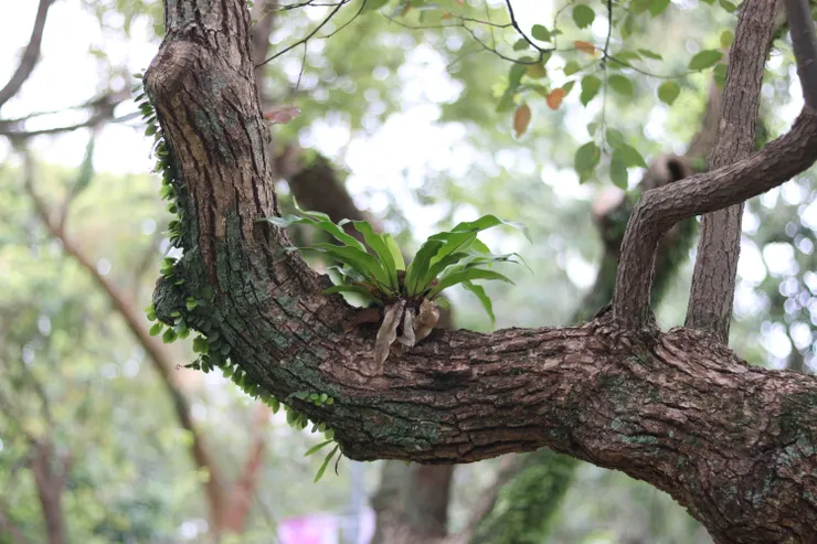 嫁接的可愛樹苗