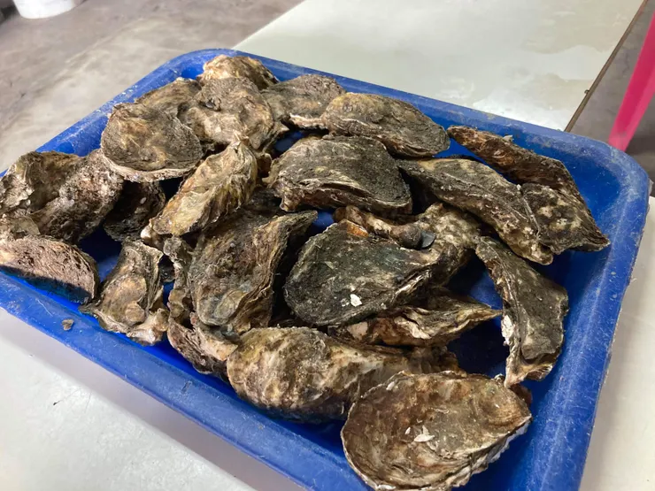 招牌蚵仔，一盤300元