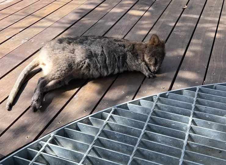 乾脆直接躺平睡覺