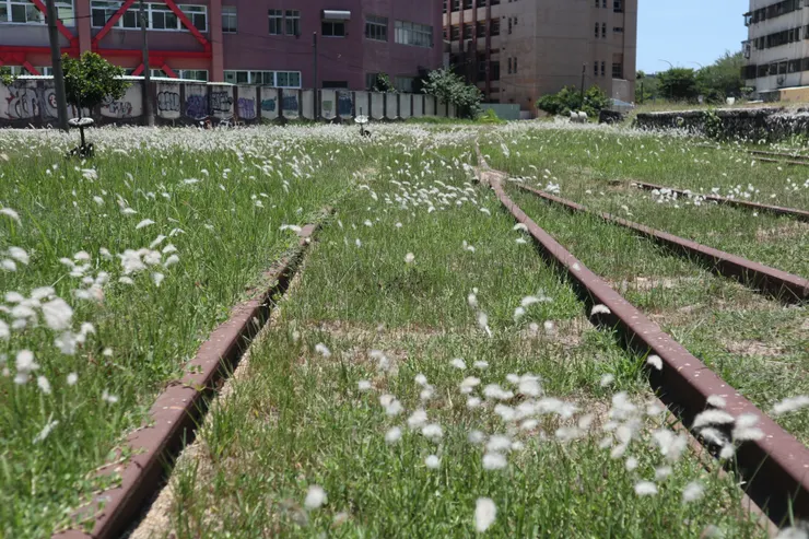 白茅花草之間，是通往輪渡站方向的廢棄軌道