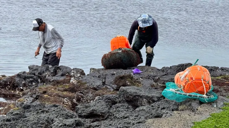 裝滿海藻很重呢!