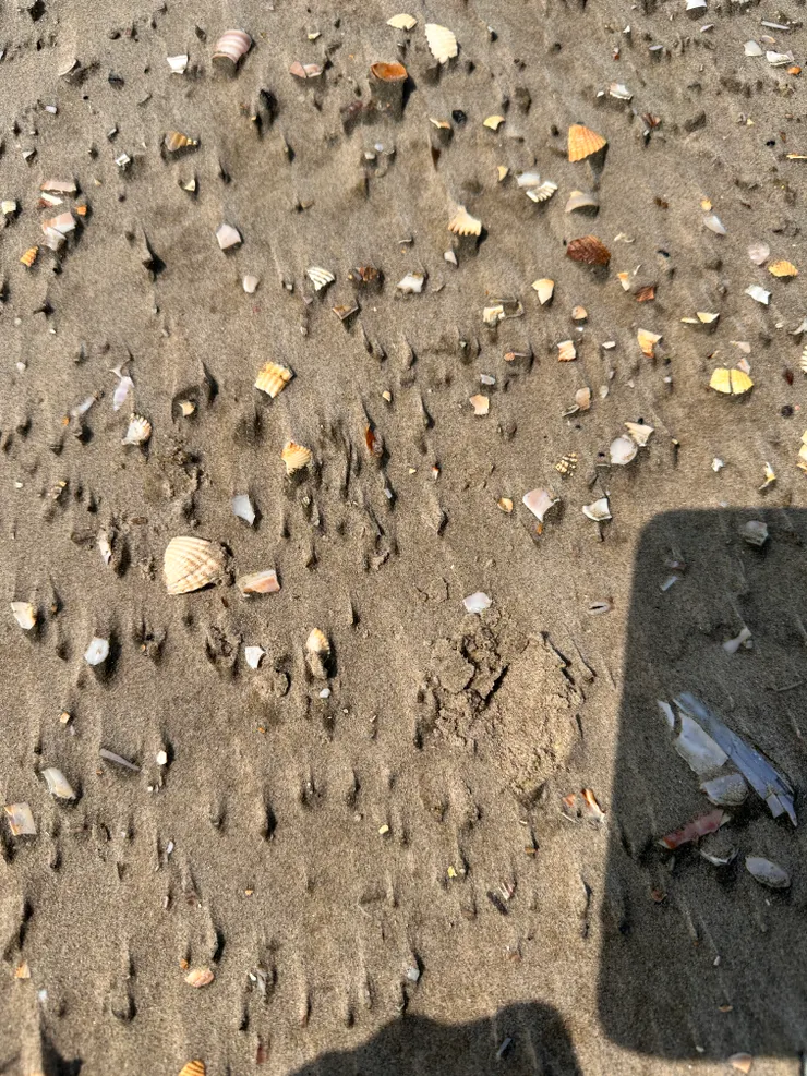 沙地也有許多的貝殼