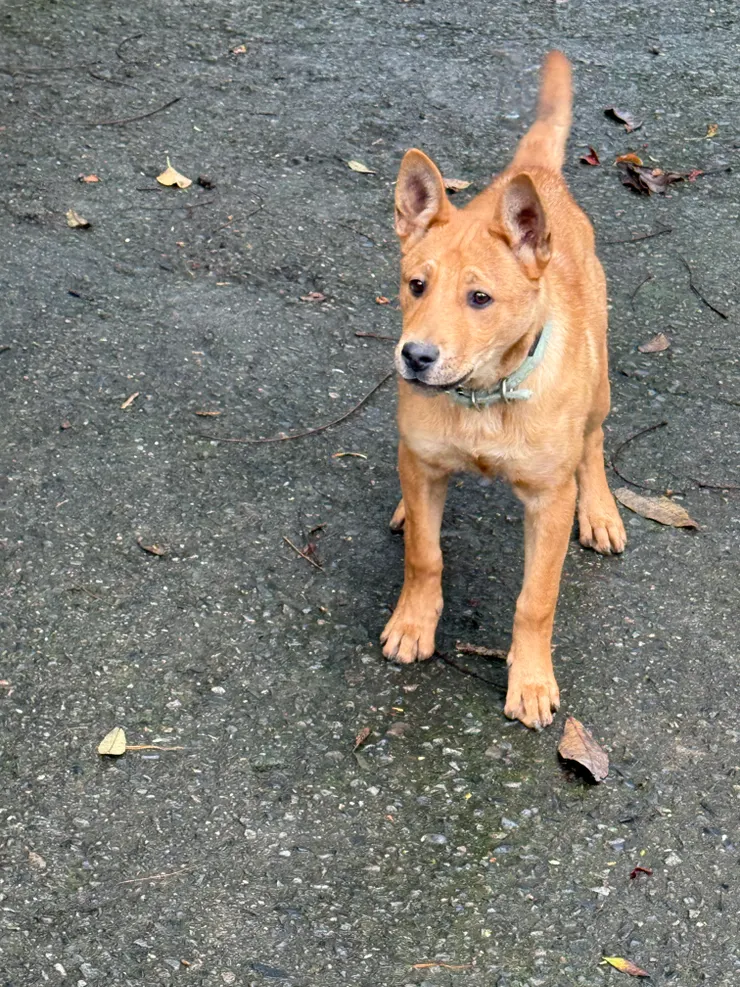 2026/02/01 很呆的狗