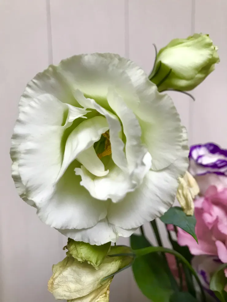 我好愛這種淡黃綠色的花，感覺很高雅