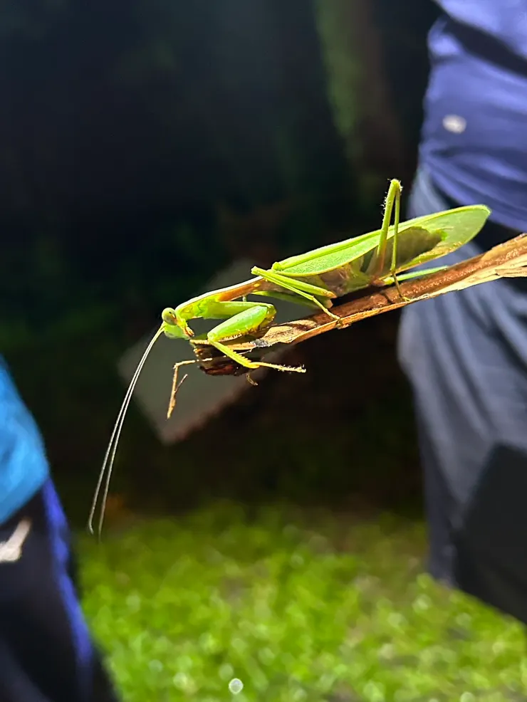 啊🤔抱歉，這隻是「草ㄇㄟˊ呀」
