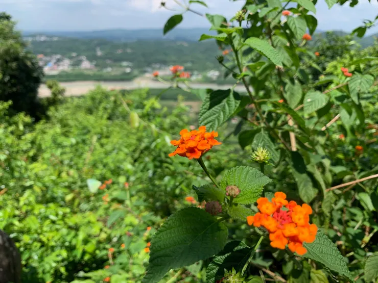 馬纓丹；攝於高雄旗山鎮旗尾山，園藝植物，已野化常見於全灣低海拔山野、墓園、路旁及海邊http://kplant.biodiv.tw/馬纓丹/馬纓丹.htm
