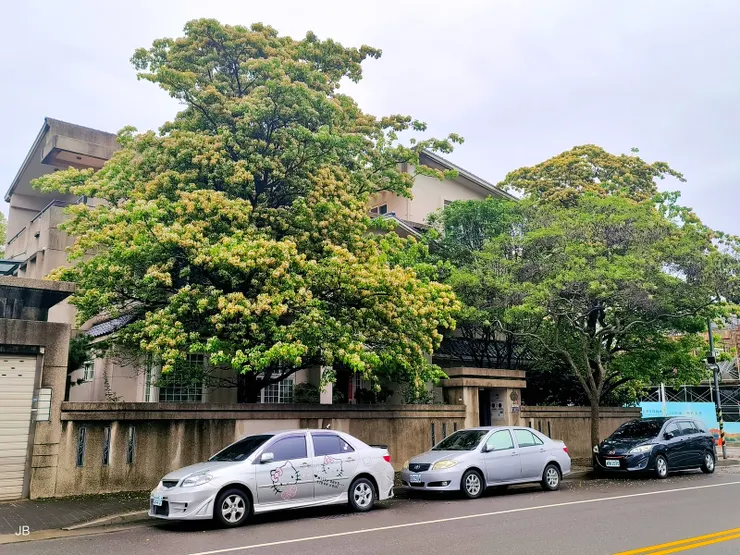 【開往聖普宮登山口的路曲折漫長...車窗外灰綠基調的風景逐漸繽紛─路邊魚木】