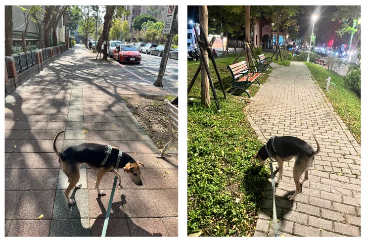 遛狗兩次,有曬到太陽真好