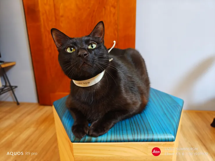 大黑貓黑胖胖(SHARP AQUOS R9 pro,23mm)