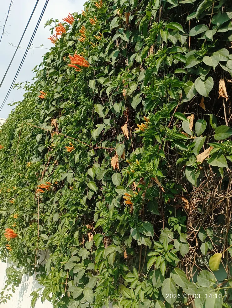 元月炮仗花開，每年芳景如故呀！