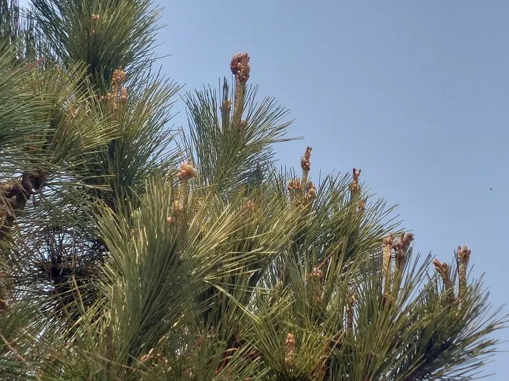 春來 松樹上長滿一樹奇特的「蠟燭」