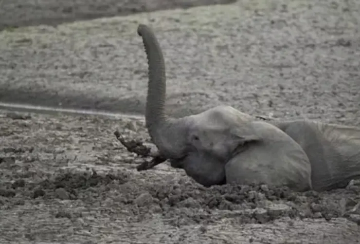 掙脫困境的小象，如同我們在面對生活和職場中的瓶頸，唯有激發出自身的破局力，才能重新掌握主導權，突破重重圍困。（圖/林世其)