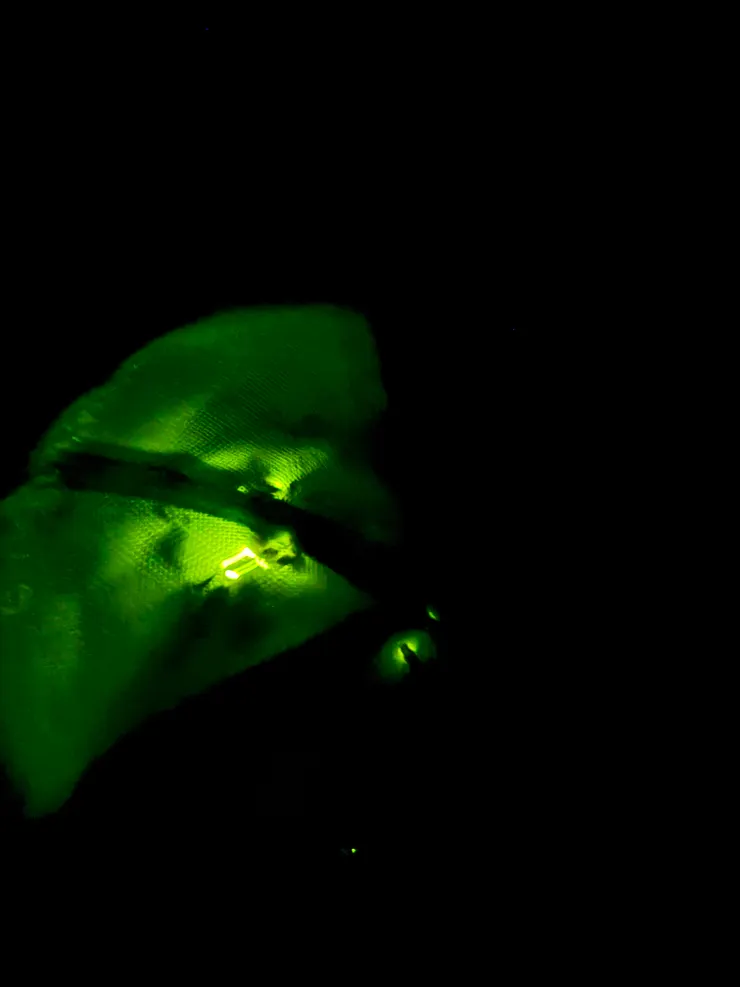 2026/04/25 戶外螢火蟲