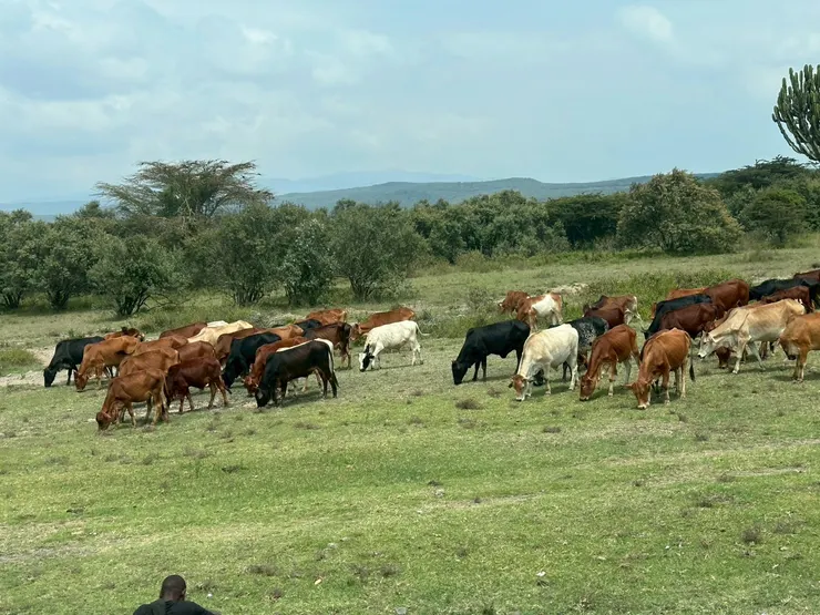 一路上常常可見放牧的牛跟羊