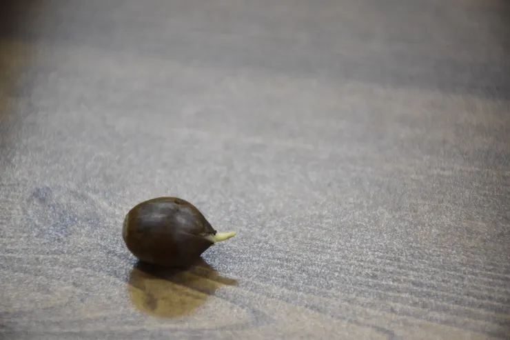 解說員特地請出橡子本尊，不過這一顆已經發芽了。