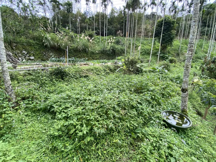 2026/1/24 初探 - 幾年沒人耕種，雜草茂盛充滿野性