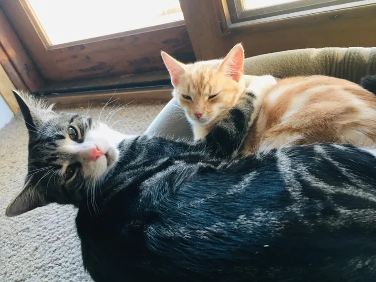 Honey不舒服第三天 看起來好一點了