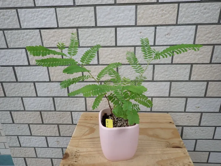 新店崇光社大114.09.24