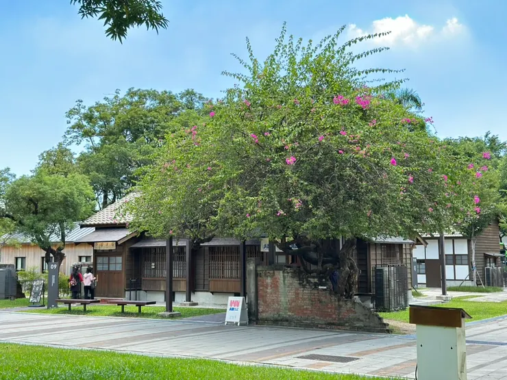 兩間下午茶店周遭也佈置得很美，斷垣殘壁搭配綠樹紅花，吸引很多人來此拍照