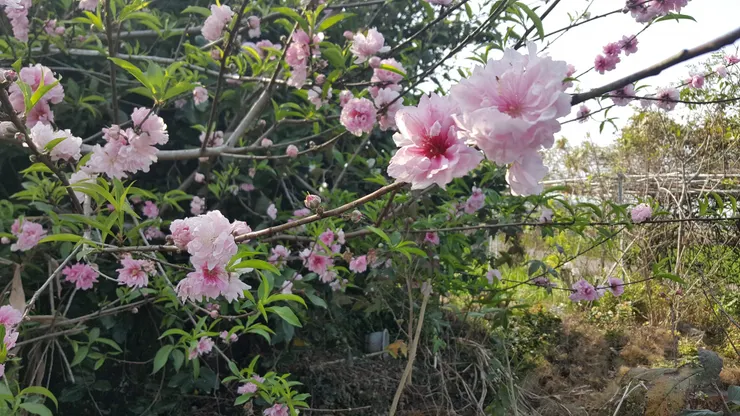 碧桃自古就被認為是仙界的花朵，之所以用「碧」字，是歷來對神仙天庭的崇敬，所謂的碧霄(青天)之上的桃花。